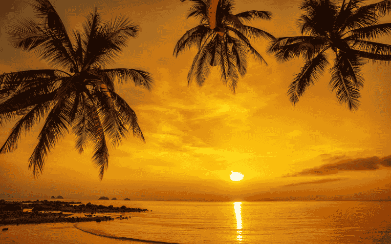 An image of palm trees during sunset